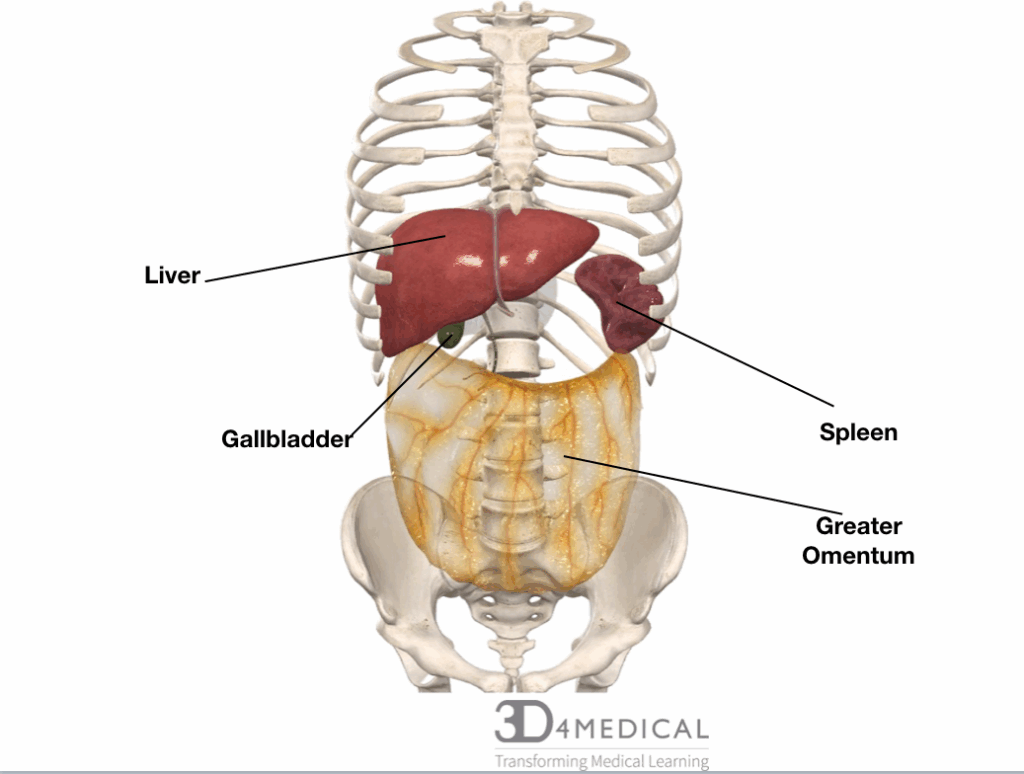 The Body Parts You Didn&#8217;t Know You Had (That Could Save Your Life)