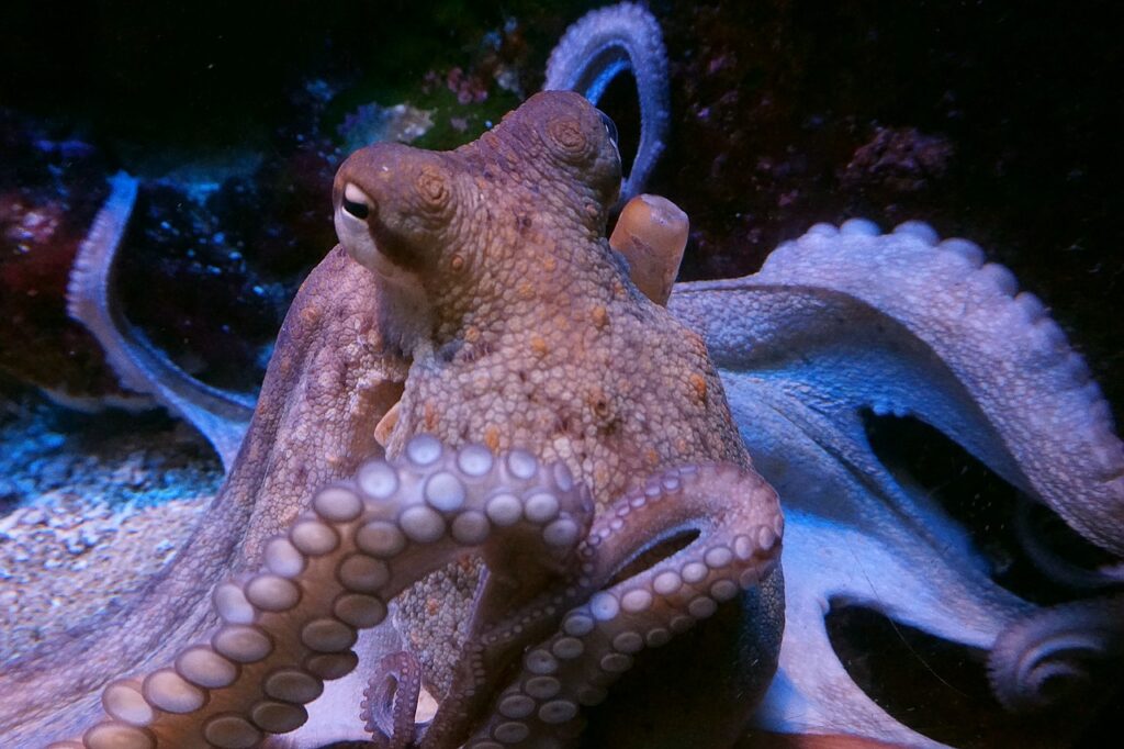 How Octopuses Became the Ocean&#8217;s Smartest Invertebrates — 25 Problem-Solving Abilities