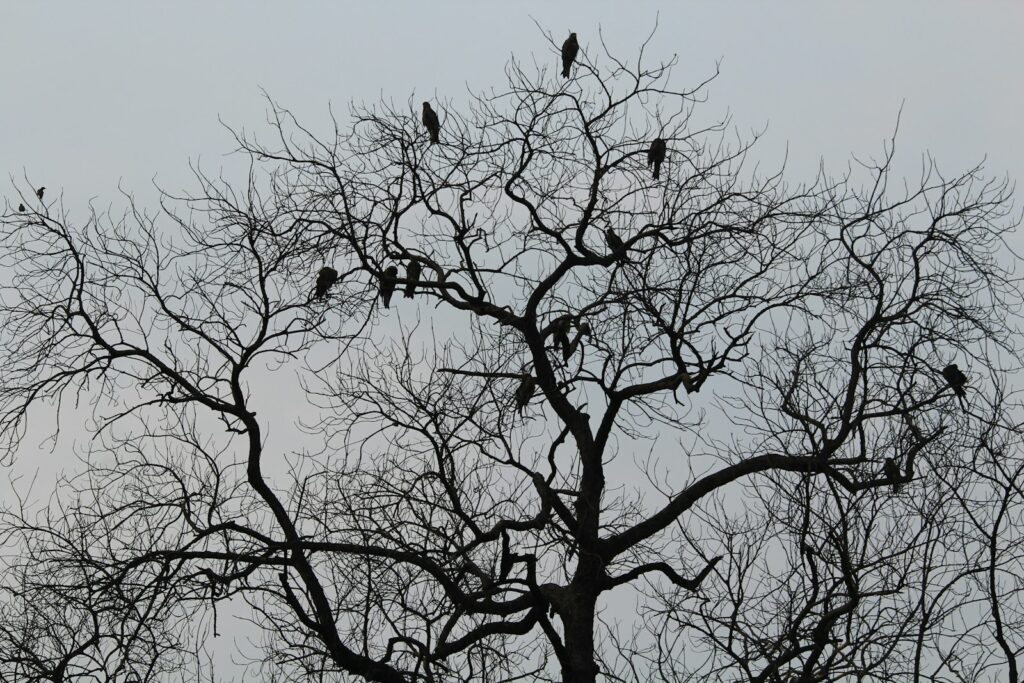 These Crows That Hold 25-Year Grudges and Pass Their Hatred Down Through Generations