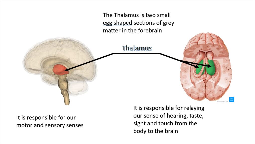 The Free Will Illusion: How Your Brain Tricks You Into Thinking You&#8217;re Making Choices