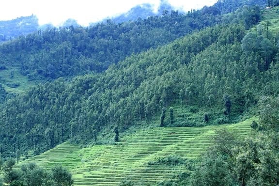 Forest Apocalypse: Why 2025&#8217;s Deforestation Crisis Threatens Human Civilization