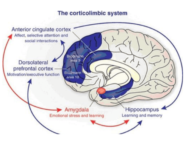 The Free Will Illusion: How Your Brain Tricks You Into Thinking You&#8217;re Making Choices