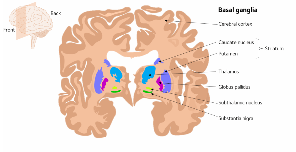 The Free Will Illusion: How Your Brain Tricks You Into Thinking You&#8217;re Making Choices