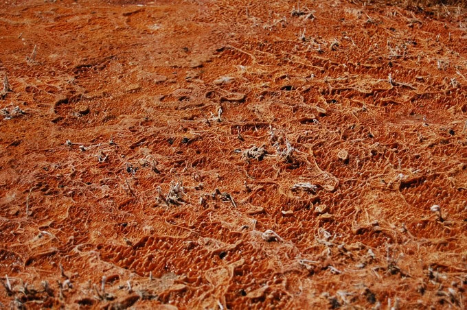 Researchers Discover CRISPR Gene-Editing System in Bacterial Immune Systems