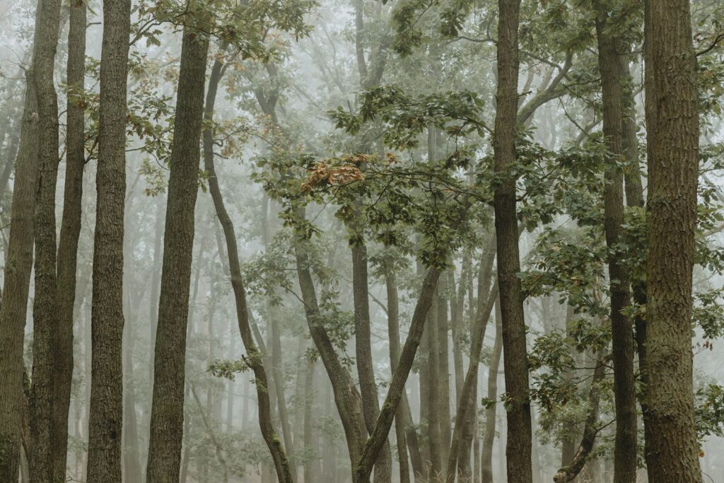 The 106-Acre Monster: How One Living Thing Became an Entire Forest