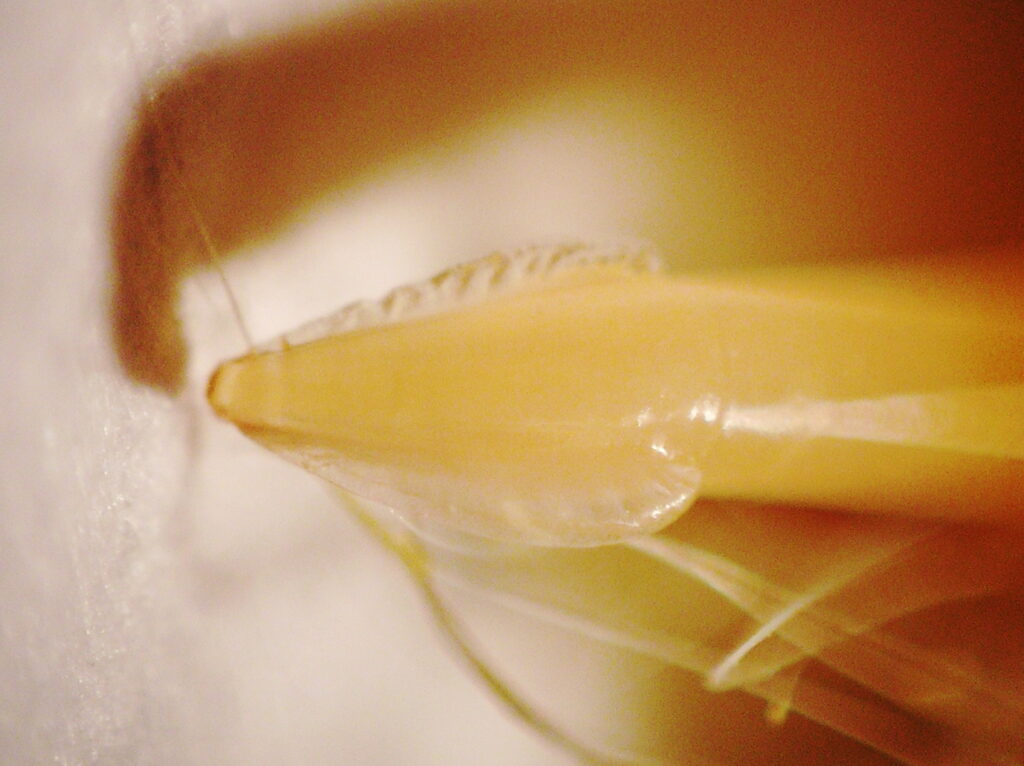 The Zombie Makers: Meet the Parasites That Control Animal Minds