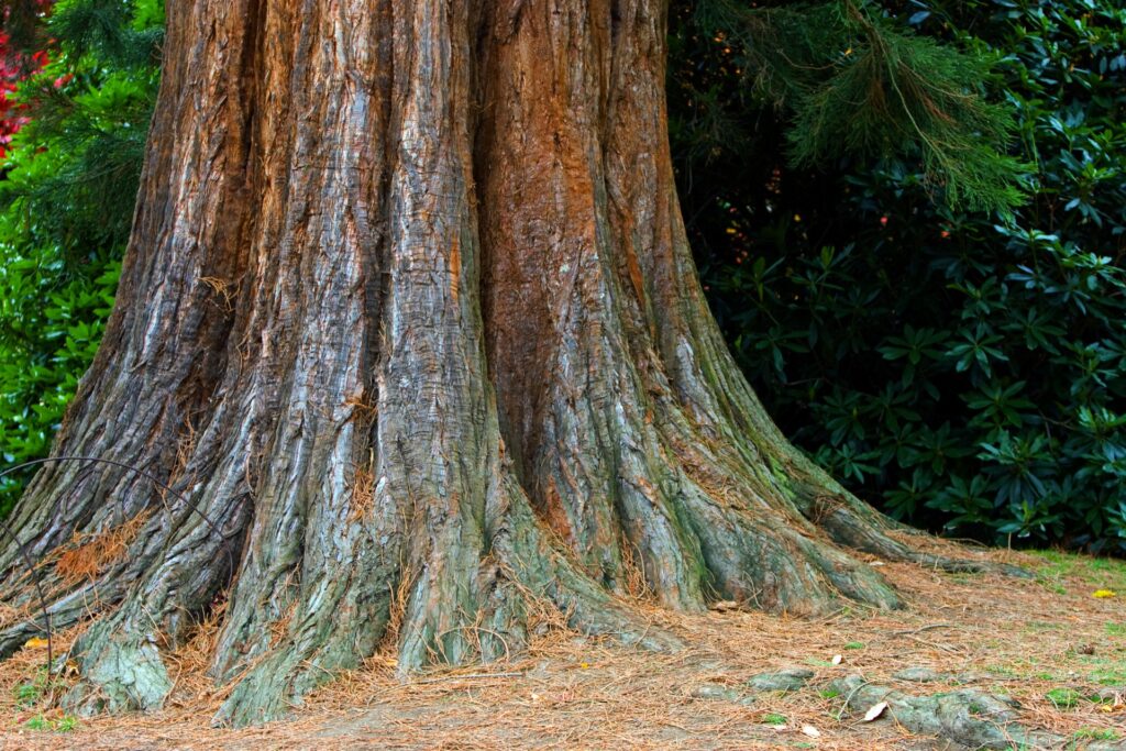 The Tree That&#8217;s Been Sending Secret Messages for 500 Years