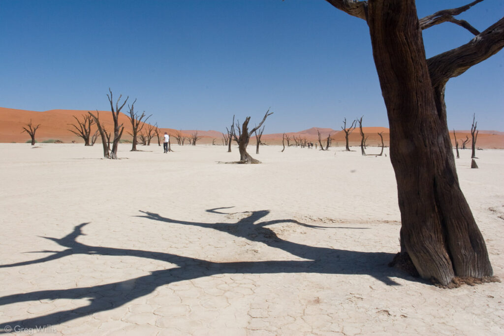 Forest Apocalypse: Why 2025&#8217;s Deforestation Crisis Threatens Human Civilization