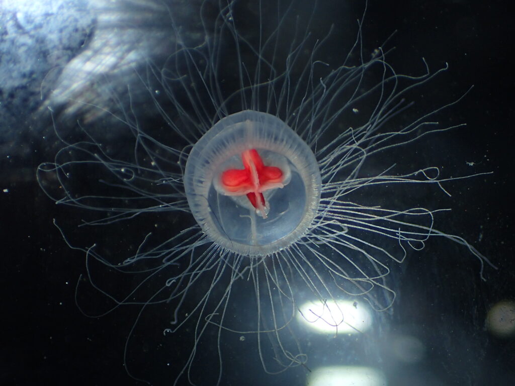 Scientists Discover Immortal Jellyfish That Reverses Aging Process