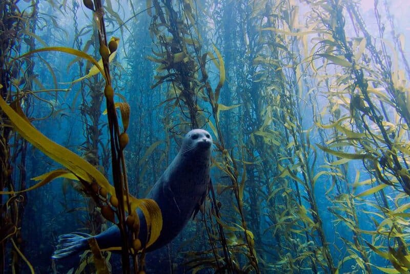 How Seaweed Farming Could Feed the World After Nuclear War