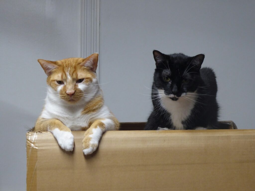 How to Get the Best Pets in Fallout Shelter