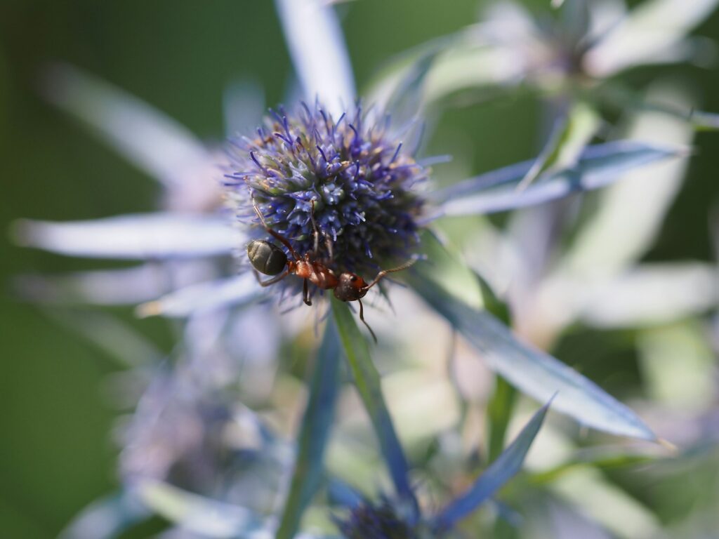 Scientists Just Discovered Blue Ants- and They Are Incredibly Rare