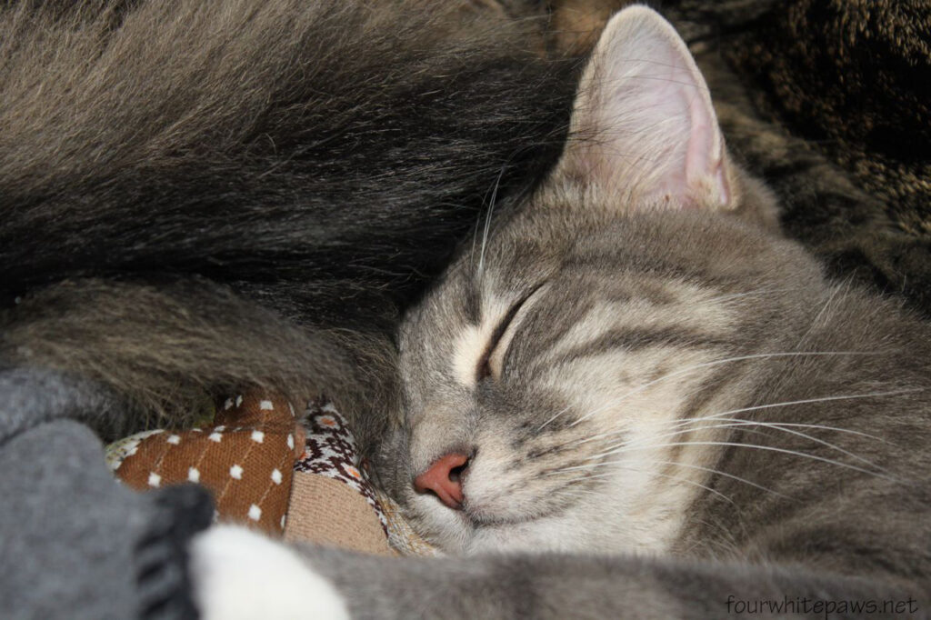 Why Your Cat&#8217;s Purr Is Literally Healing You—The Frequency That Repairs Bones