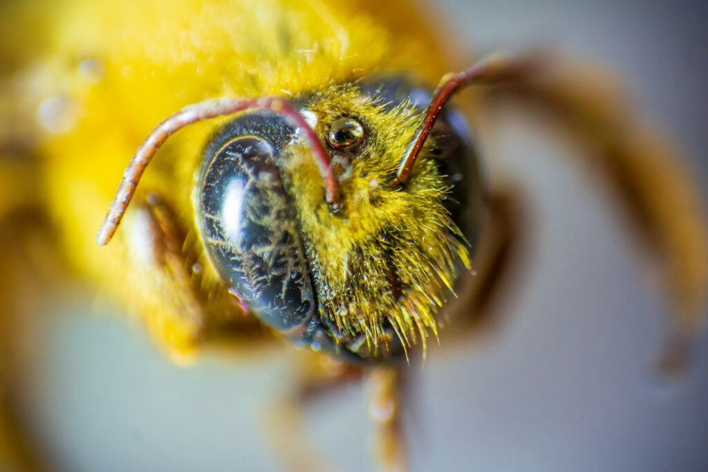 Forbidden Colors for Bugs? These Mediterranean Rebels Spot Red Anyway.