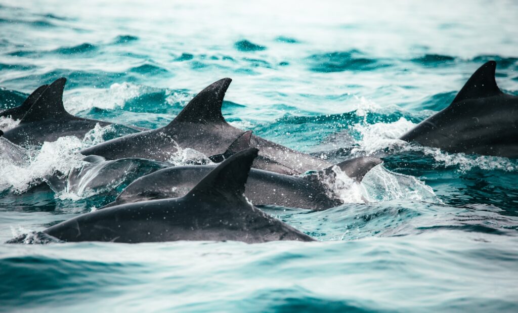Why Dolphins Are Deliberately Teaching Their Young to Hate Humans