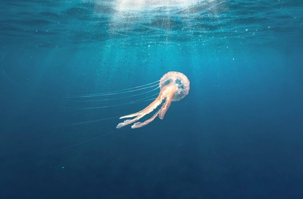 Scientists Discover Immortal Jellyfish That Reverses Aging Process