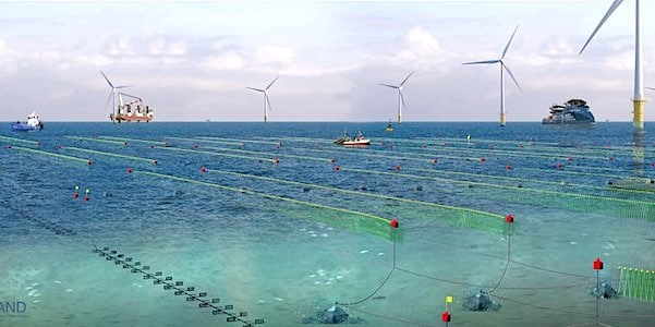 How Seaweed Farming Could Feed the World After Nuclear War