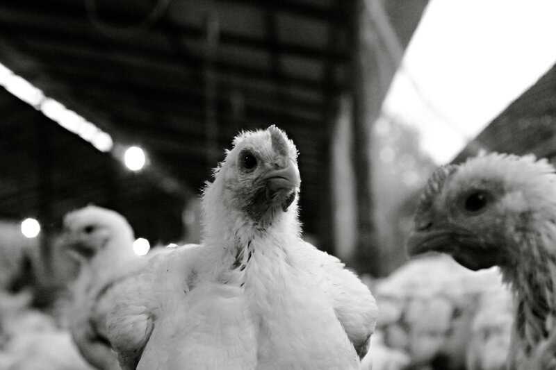 15 Bizarre Things That Happened When Science Mixed Species