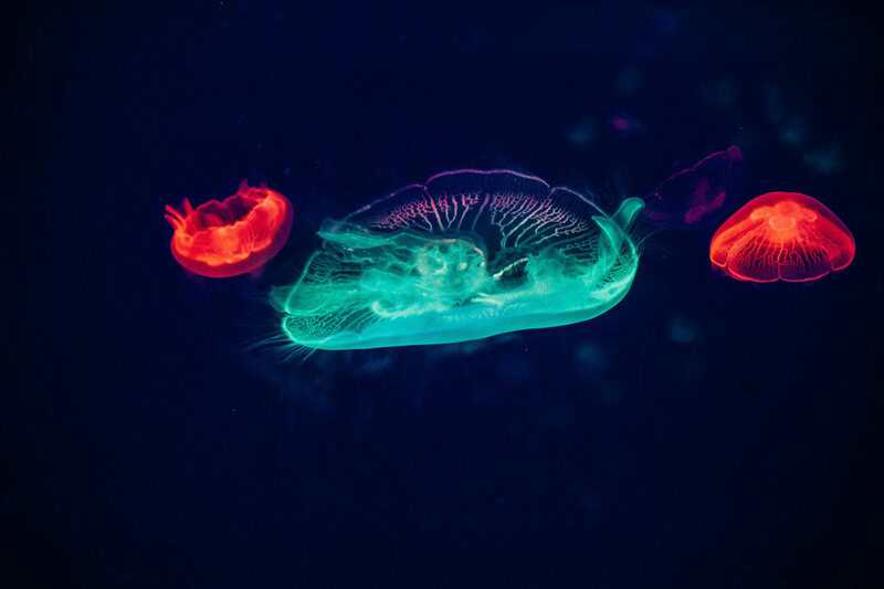 15 Bizarre Things That Happened When Science Mixed Species