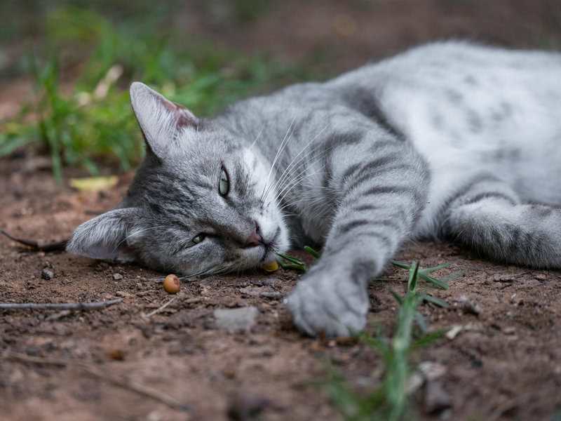 15 Strange Research Projects You Won’t Believe Got Funded