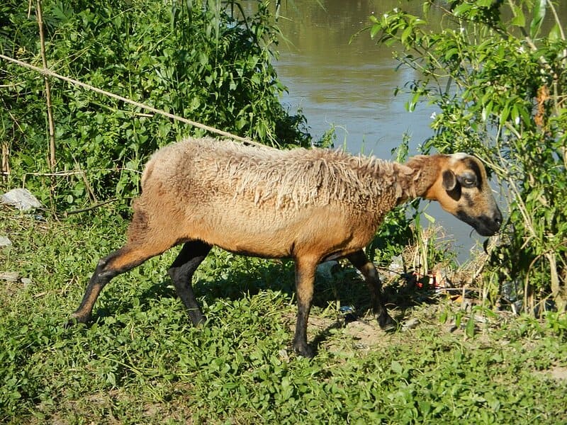 15 Bizarre Things That Happened When Science Mixed Species