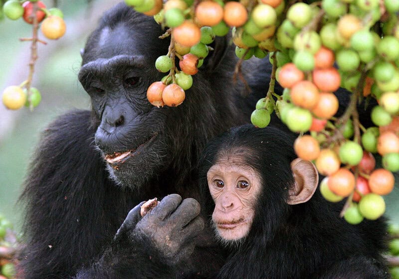 Jane Goodall and the Chimps That Changed Science Forever
