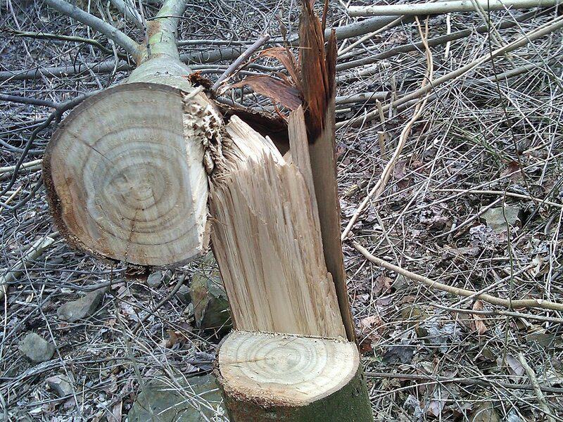 15 Times Humans Accidentally Changed the Environment Forever