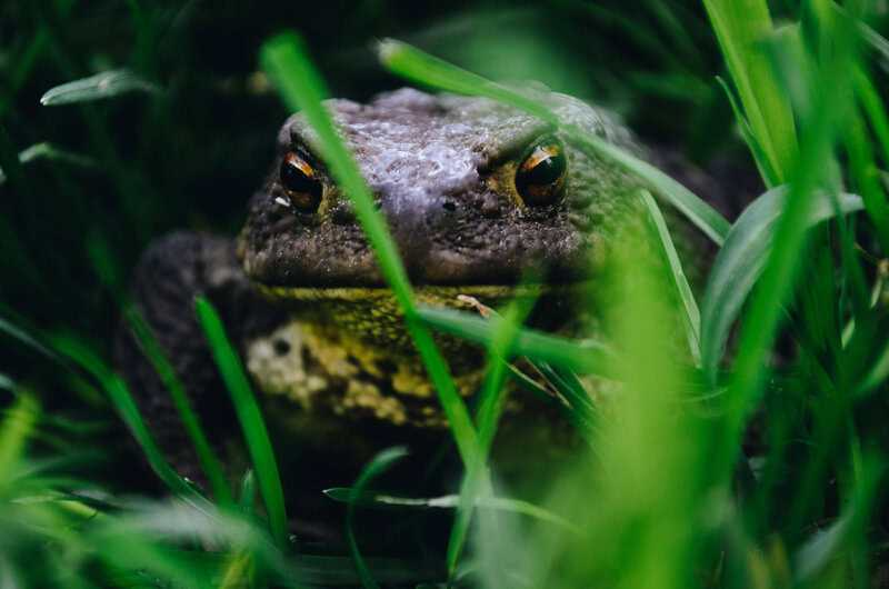 15 Times Humans Accidentally Changed the Environment Forever