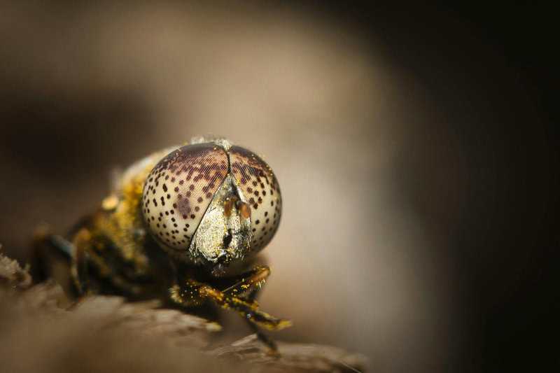 14 Weird Creatures Living in Extreme Environments on Earth