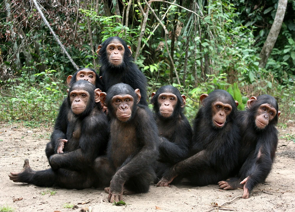 Jane Goodall and the Chimps That Changed Science Forever