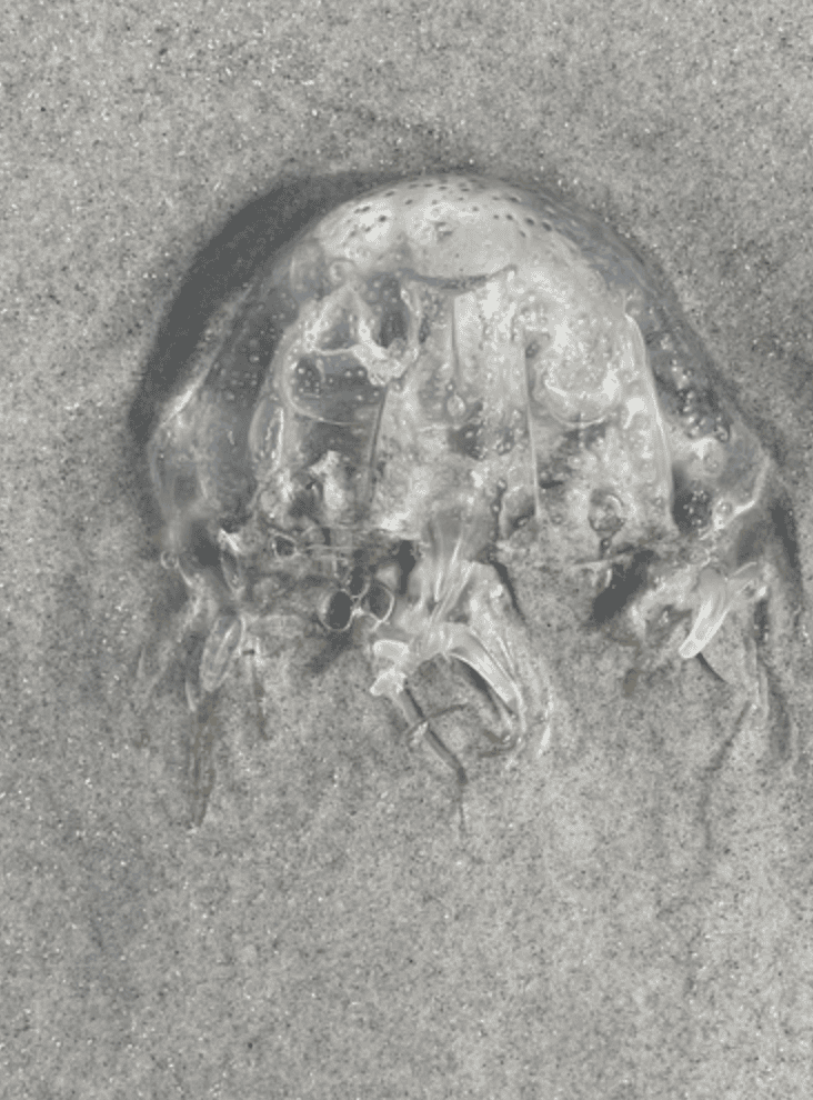 14 Deadly Plants and Animals Scientists Are Still Trying to Understand