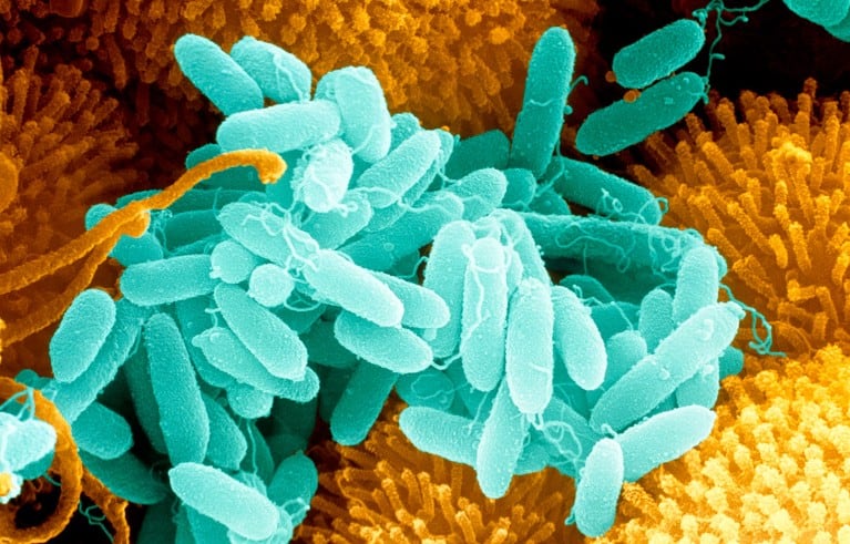 12 Bizarre Micro-Organisms Found Thriving in Plastic Waste