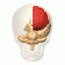 15 Disturbing Facts About the Lobotomy Doctor, Walter Freeman