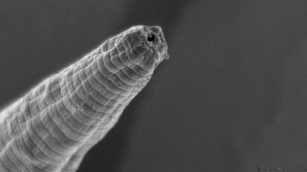 14 Weird Creatures Living in Extreme Environments on Earth