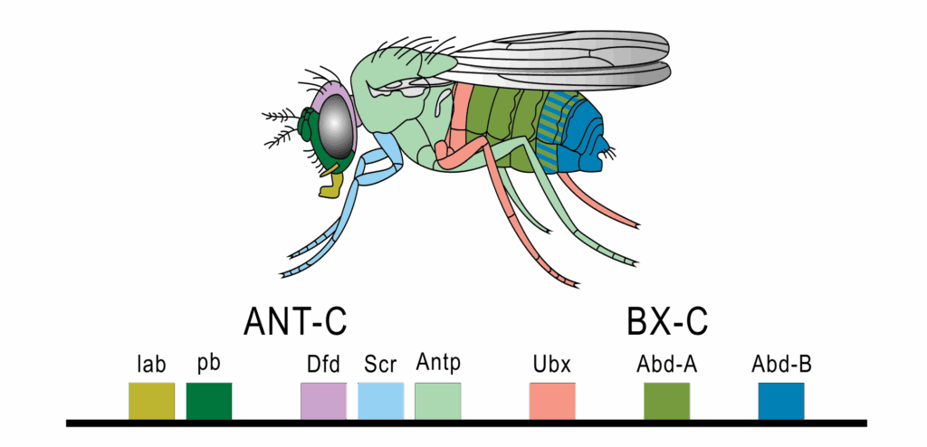 6 Experiments in Evolution That Changed How We See Ourselves