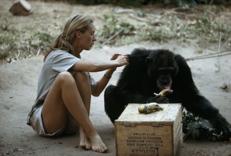 Jane Goodall and the Chimps That Changed Science Forever