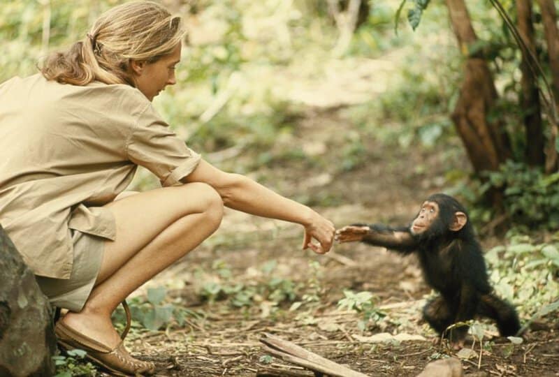 Jane Goodall and the Chimps That Changed Science Forever