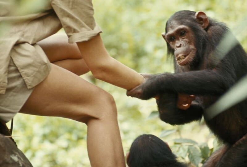 Jane Goodall and the Chimps That Changed Science Forever