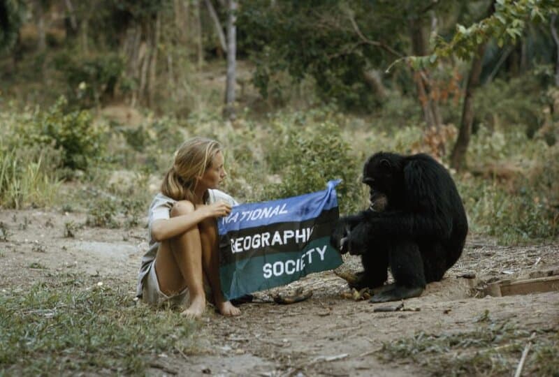 Jane Goodall and the Chimps That Changed Science Forever