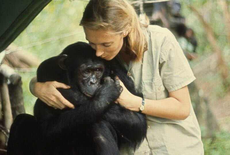 Jane Goodall and the Chimps That Changed Science Forever