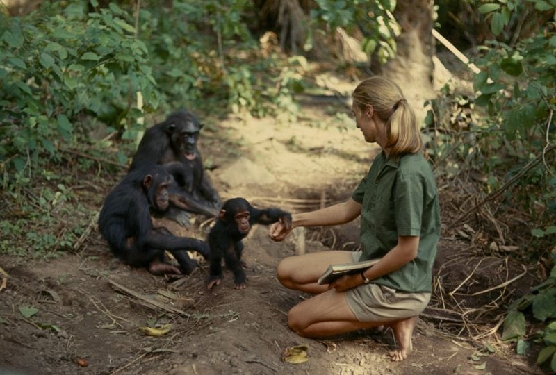 Jane Goodall and the Chimps That Changed Science Forever