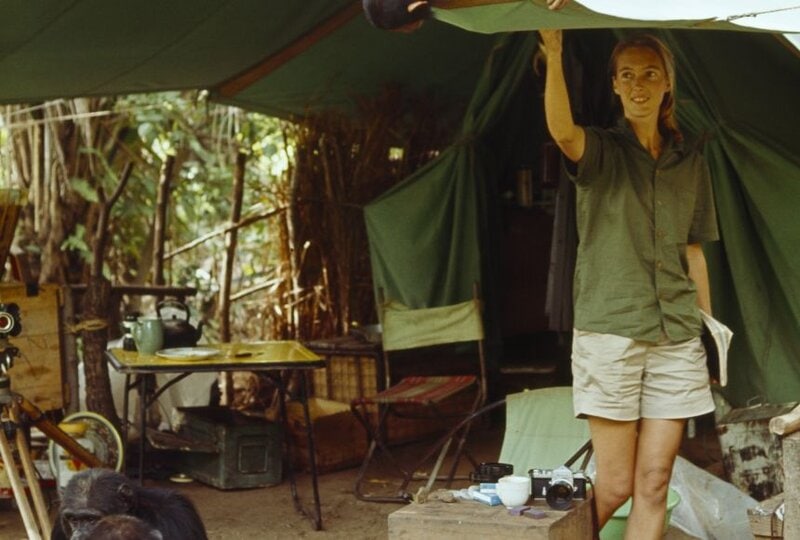 Jane Goodall and the Chimps That Changed Science Forever