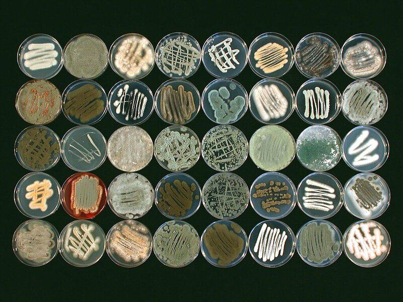 12 Bizarre Micro-Organisms Found Thriving in Plastic Waste