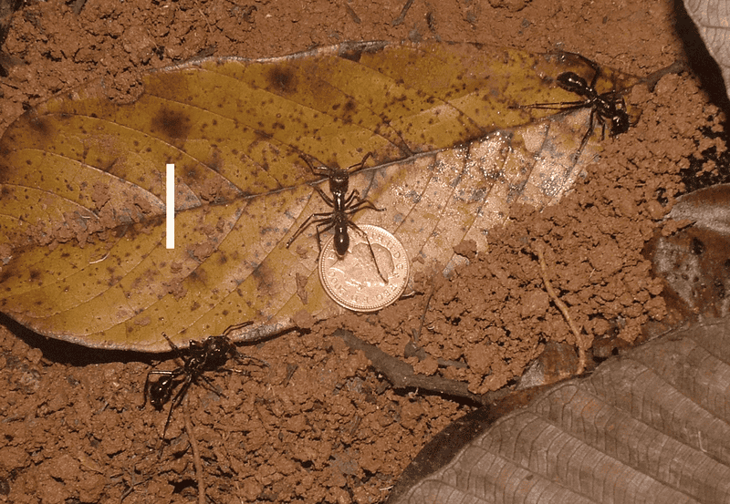 14 Deadly Plants and Animals Scientists Are Still Trying to Understand