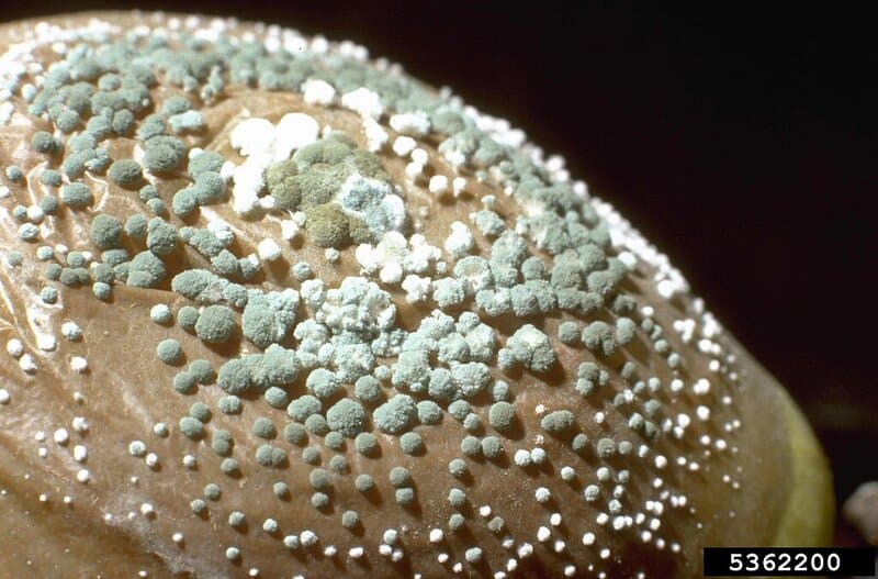 12 Bizarre Micro-Organisms Found Thriving in Plastic Waste