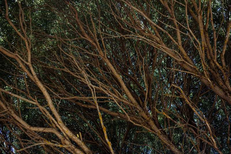 15 Unusual Ways Plants Communicate With Each Other