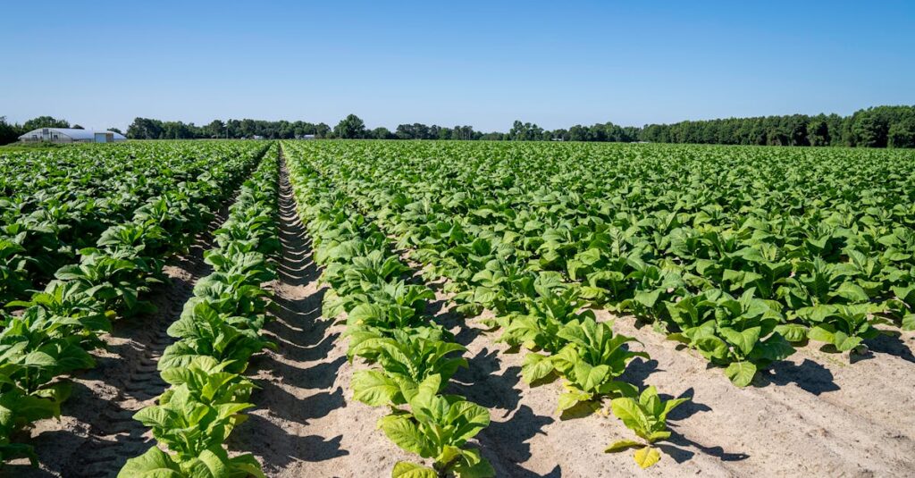 15 Unusual Ways Plants Communicate With Each Other