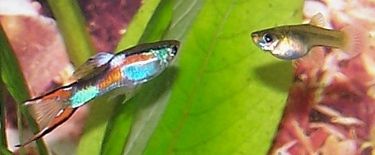 6 Experiments in Evolution That Changed How We See Ourselves