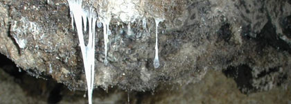 14 Weird Creatures Living in Extreme Environments on Earth