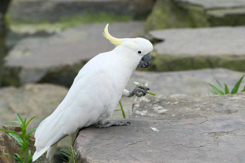 14 Species That Use Tools in Ways You Won’t Believe